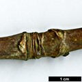 SpeciesSub: subsp. sterculiaceum